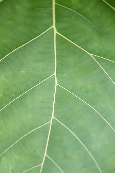 Patroon op groen blad. — Stockfoto