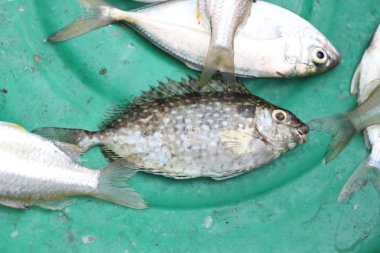 deniz balığı yakalamak balıkçılar tarafından nedir.