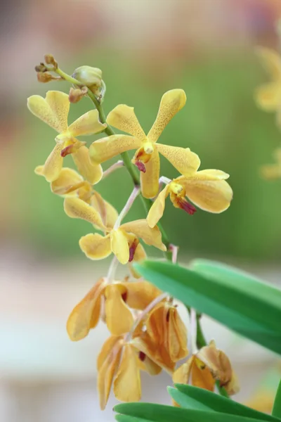 Желтая орхидея. — стоковое фото