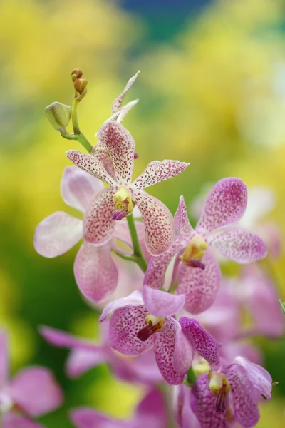 Orchidea rózsaszín. — Stock Fotó