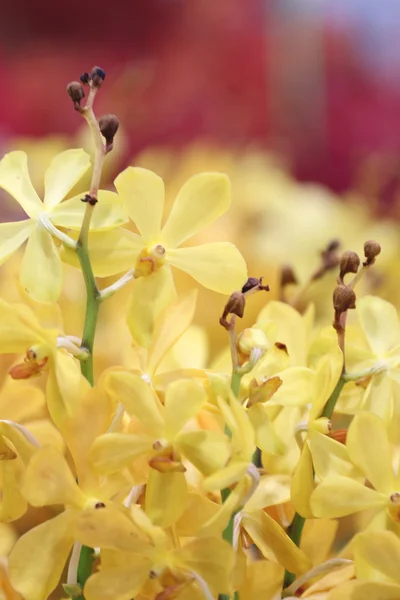 Orquídea amarela. — Fotografia de Stock
