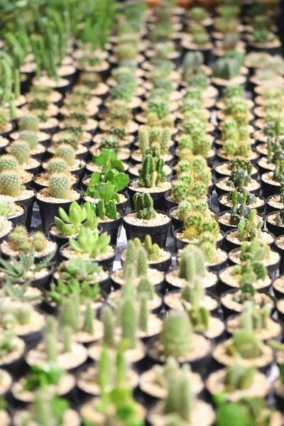 Sok kaktusz fa. — Stock Fotó