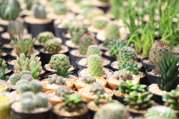 Many cactus tree. — Stock Photo, Image