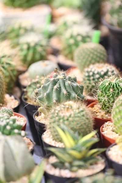 Muchos árboles de cactus . —  Fotos de Stock