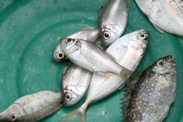 Il pesce di mare è catturato dai pescatori . — Foto Stock