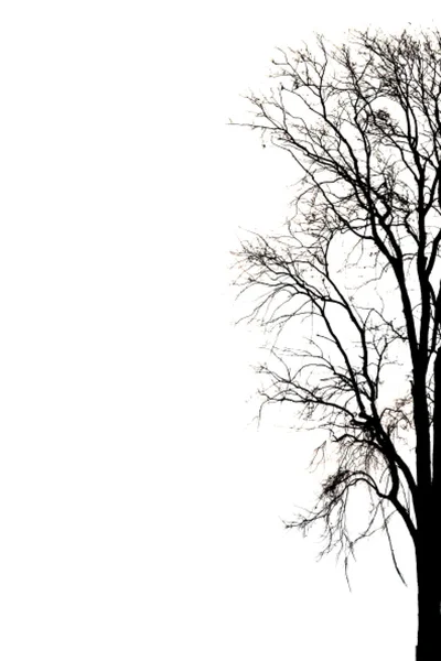 Silhouette di albero morto . — Foto Stock