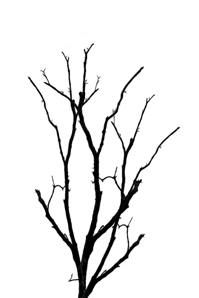 Νεκρό δέντρο απομονωμένο σε λευκό φόντο. — Φωτογραφία Αρχείου