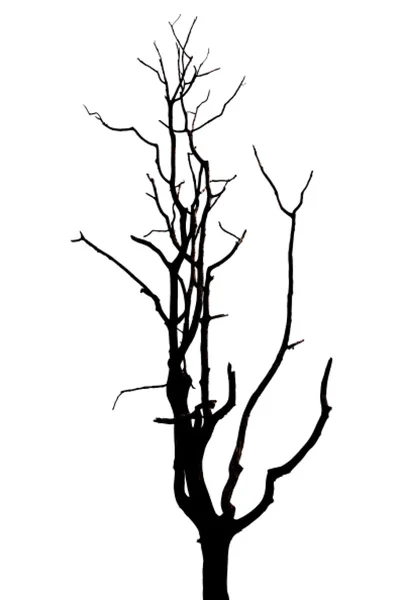 Мертве дерево на білому тлі . — стокове фото