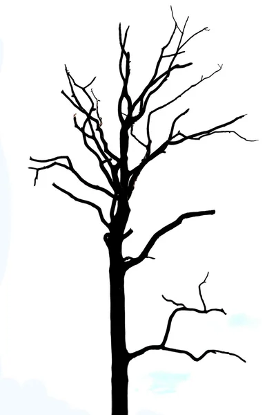 Dead tree on white background. — Stock Photo, Image