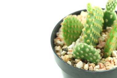 Çiçek saksısında kaktüs.