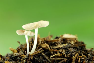 zemin üzerinde yabani mantar.