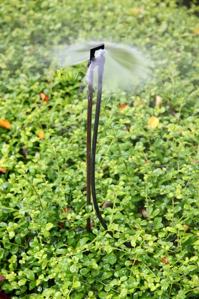 Sprinkler is working. — Stock Photo, Image
