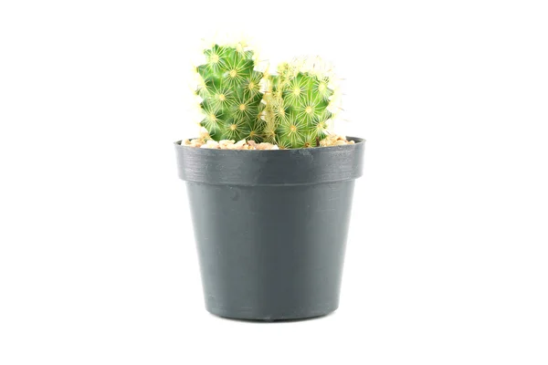 Kaktus kukkaruukussa . — kuvapankkivalokuva