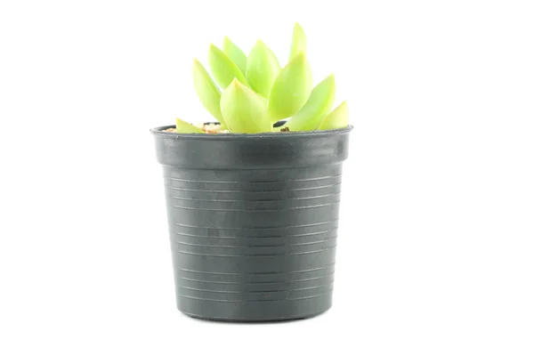 Cactus in flower pot. — Stock Photo, Image
