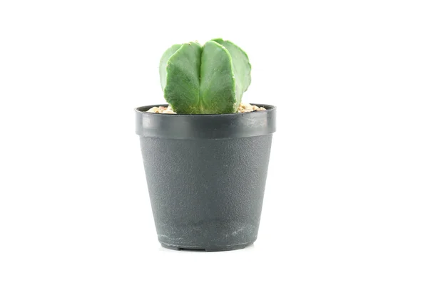 Kaktus im Blumentopf. — Stockfoto
