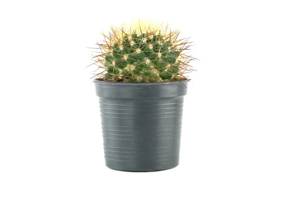 Cactus in flower pot. — Stock Photo, Image