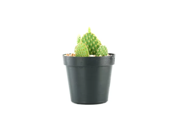 Kaktus kukkaruukussa . — kuvapankkivalokuva
