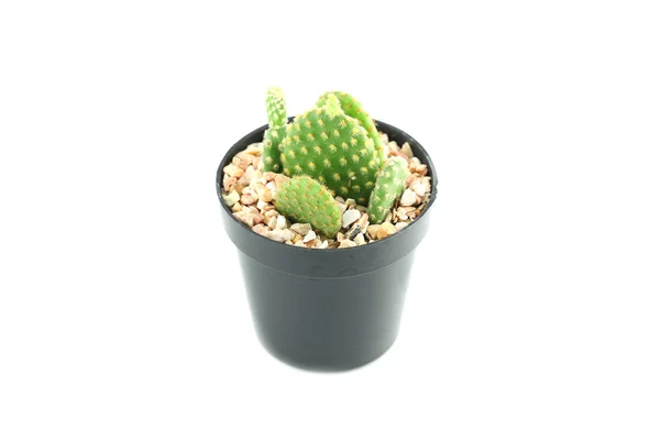 Kaktus im Blumentopf. — Stockfoto