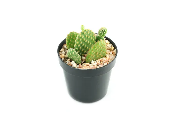 Cactus en pot de fleurs. — Photo