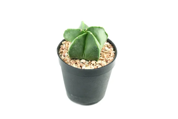 Cactus in flower pot. — Stock Photo, Image