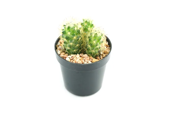 Kaktus i blomkruka. — Stockfoto