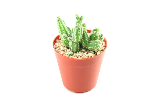 Cactus en pot de fleurs. — Photo