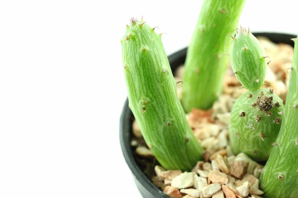 Cactus in bloempotten. — Stockfoto