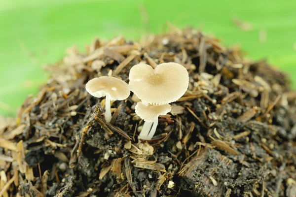 Pilze auf dem Boden. — Stockfoto