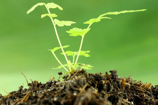 Grüner Sämling auf dem Boden. — Stockfoto