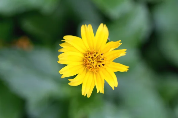 黄色的花开在绿色的树叶背景. — 图库照片