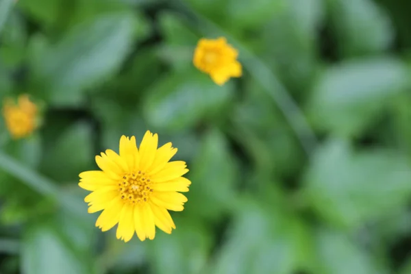 Flores amarillas sobre un fondo de follaje verde . — Foto de Stock
