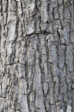 Ağaç kabuğu dokulu.