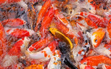 Bright colors of carp fishes, auspicious animal background image.