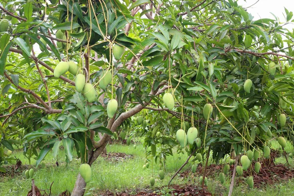 Green Mango Ripe Trees Orchard Fruit Garden Tropics Area Thailand — Stock Photo, Image