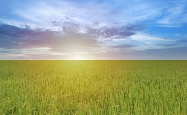 Vista Dos Campos Arroz Pela Manhã Com Sol Nascente Área — Fotografia de Stock