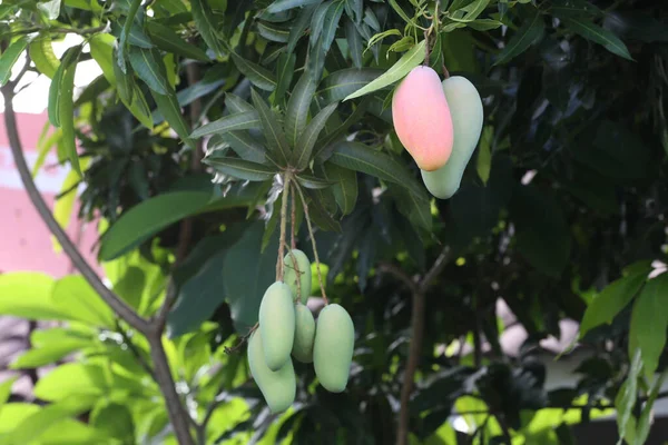 芒果在后院的树上成熟 Mahachanok Mango在树上成熟 — 图库照片