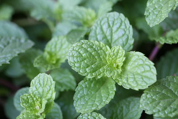 Frescura Hoja Menta Huerto — Foto de Stock