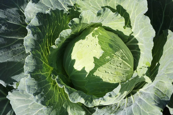 菜园新鲜卷心菜 营养价值高的蔬菜 — 图库照片