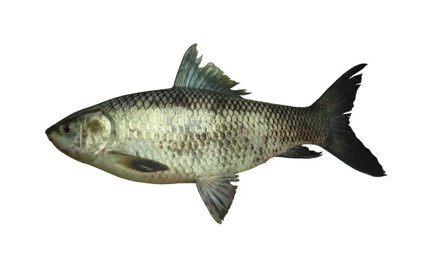 Rohu Fish Yisok Fish Nombre Tailandia Aislado Sobre Fondo Blanco — Foto de Stock