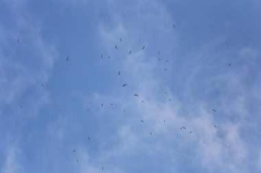 Uçan kuş sürüleri yiyecek aramak için gökyüzünde toplanıyor..