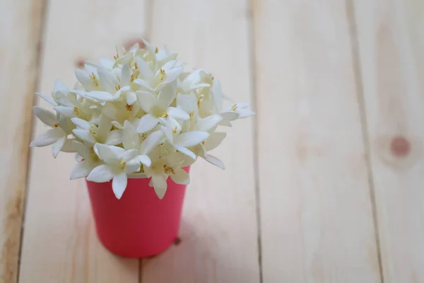 Fleur Kasalong Fleur Millingtonia Hortensis Fleurit Dans Une Tasse Papier — Photo