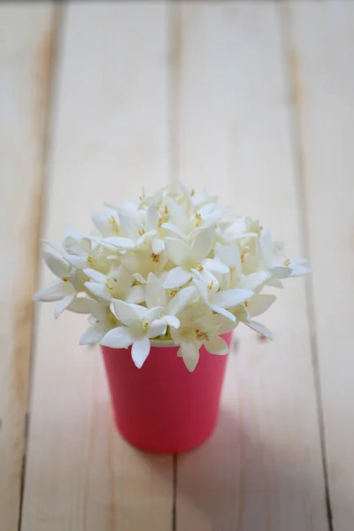 Kasalong Bloem Millingtonia Hortensis Bloem Bloeit Papieren Beker Een Houten — Stockfoto