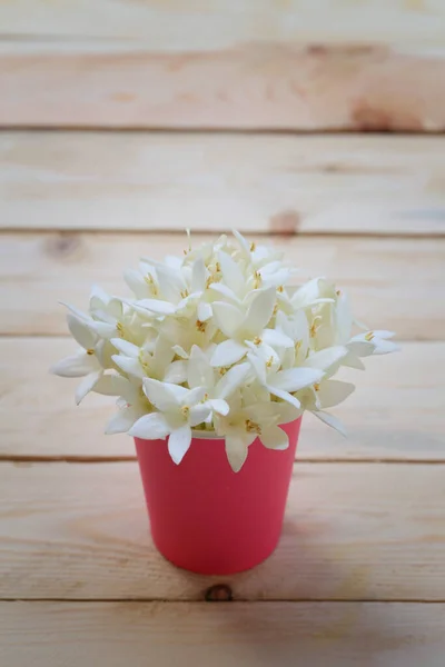 Fleur Kasalong Fleur Millingtonia Hortensis Fleurit Dans Une Tasse Papier — Photo