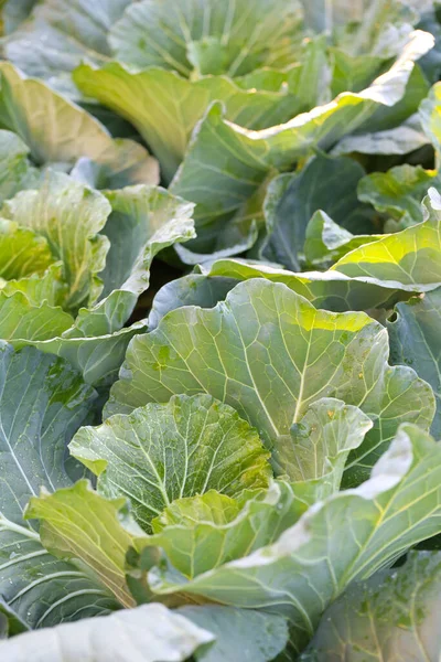 Green leaves of cauliflower in the morning sun, cauliflower in the vegetable garden.