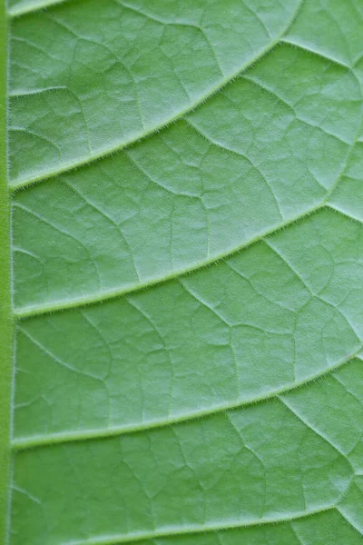 Estrutura Das Folhas Fundo Teste Padrão Folha Para Projeto Você — Fotografia de Stock