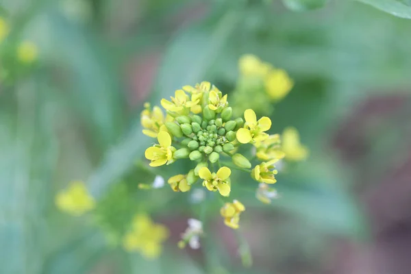 Yellow Flowers Blooming Garden Flowers Cantonese Plant — Stock Photo, Image