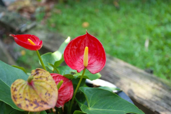 Arka Bahçede Açan Kırmızı Anthurium Anturyumun Çiçek Sapına Odaklan — Stok fotoğraf