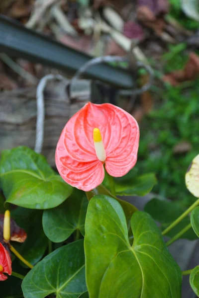 Pink Anthurium Blooming Backyard Focus Flower Stalk Anthurium — Stock Photo, Image