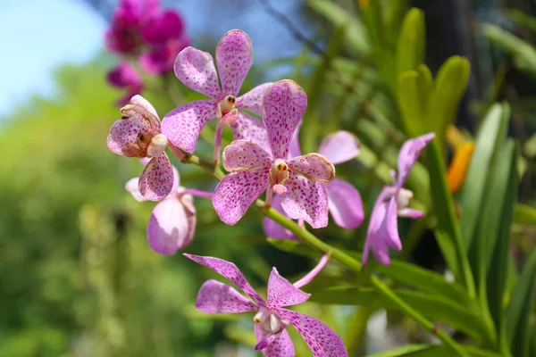 Rózsaszín Orchidea Virágzik Kertben Fókuszálj Orchidea Virágára — Stock Fotó