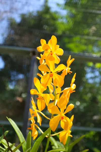 Orquídea Amarilla Floreciendo Patio Trasero Foco Flor Orquídea —  Fotos de Stock